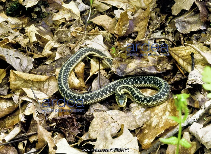 : Common Garter Snake : Common Garter Snake