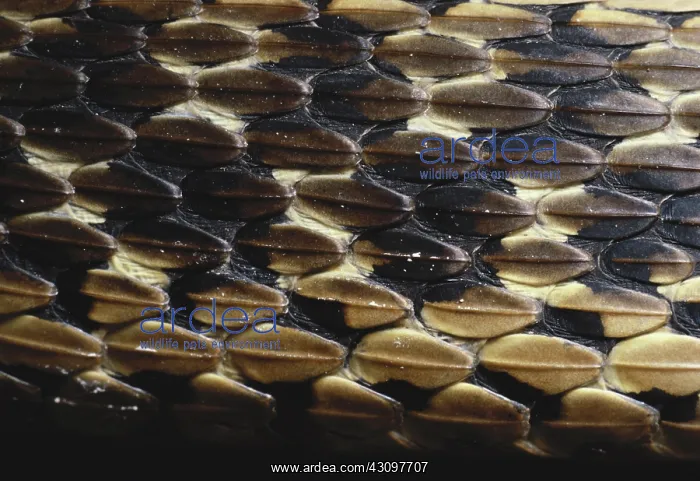 : Common Garter Snake Scales : Common Garter Snake Scales