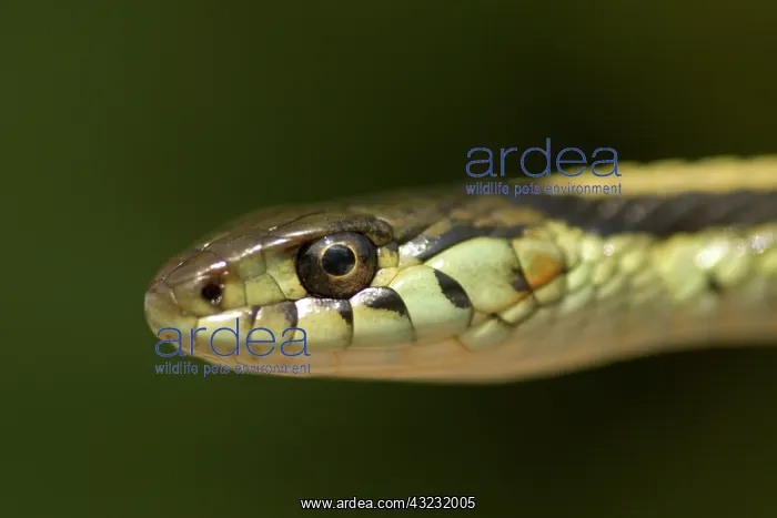 : Common garter snake, Thamnophis sirtalis : Common garter snake, Thamnophis sirtalis