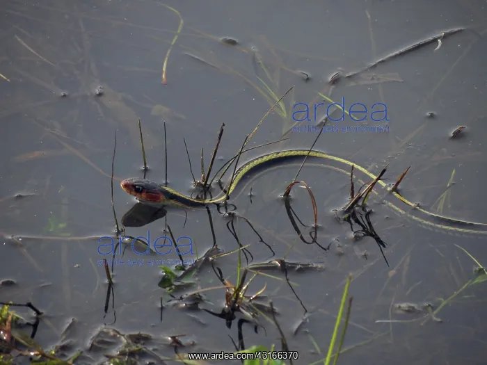 : Common Gartersnake, Valley Subspecies : Common Gartersnake, Valley Subspecies