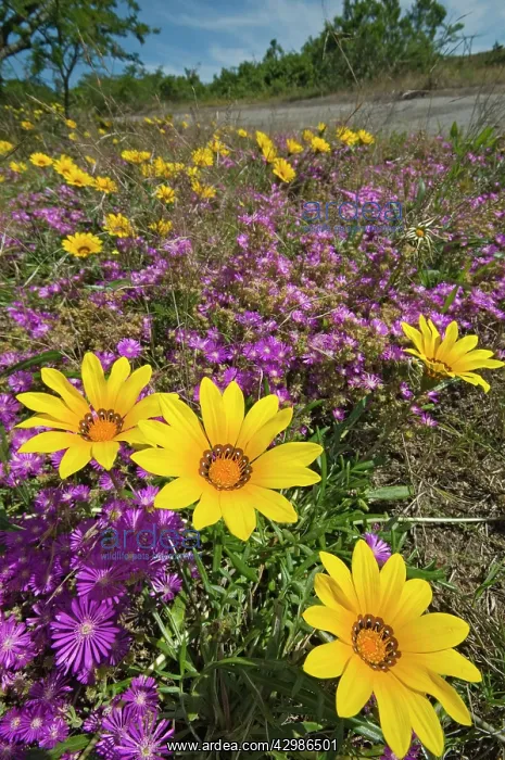 : Common Gazania flowering amongst mesembryanthemums : Common Gazania flowering amongst mesembryanthemums