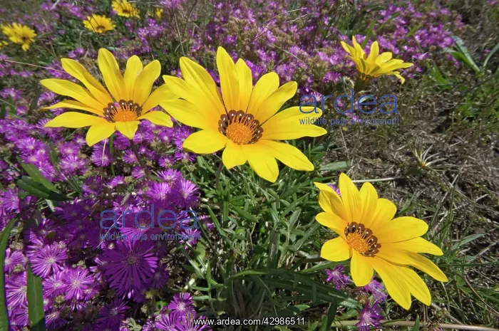 : Common Gazania flowering amongst mesembryanthemums : Common Gazania flowering amongst mesembryanthemums