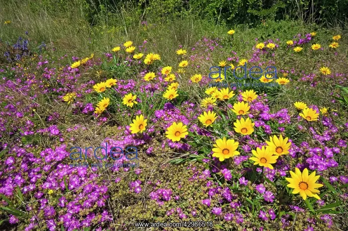 : Common Gazania flowering amongst mesembryanthemums : Common Gazania flowering amongst mesembryanthemums