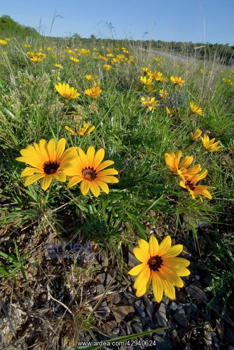 : Common Gazania - flowering on road verge : Common Gazania - flowering on road verge