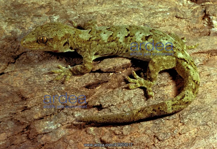 : Common gecko : Common gecko