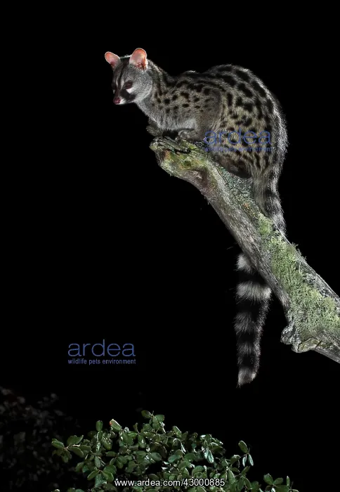 : Common Genet adult on top of a log : Common Genet adult on top of a log