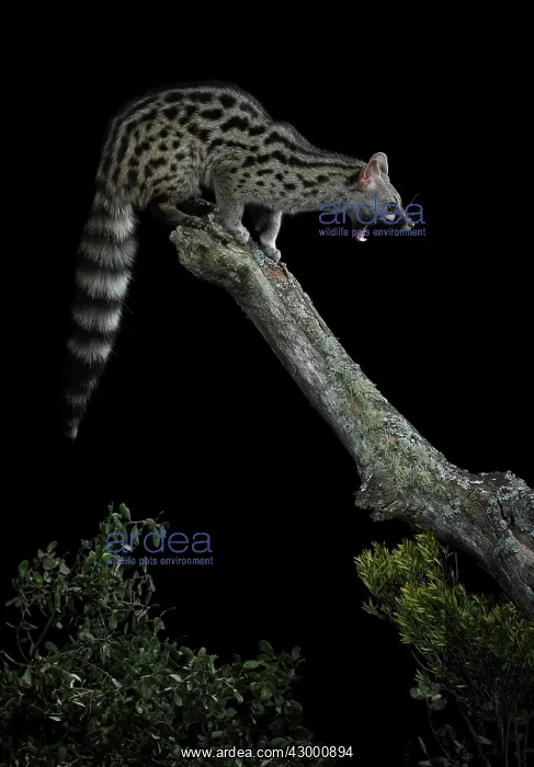 : Common Genet adult on top of a log : Common Genet adult on top of a log
