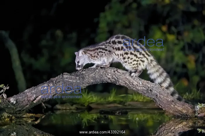  : Common genet (Genetta genetta), on branch above