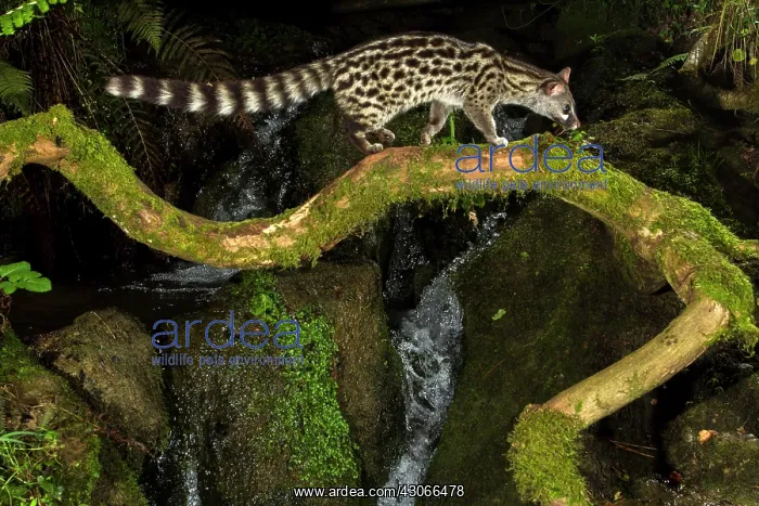  : Common genet (Genetta genetta) on a branch, Asturias