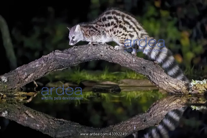 : Common genet (Genetta genetta), with reflection : Common genet (Genetta genetta), with reflection