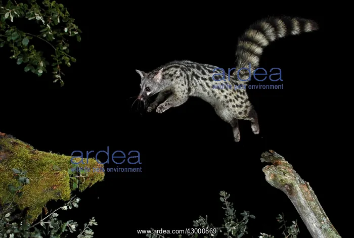 : Common Genet jumping at night : Common Genet jumping at night