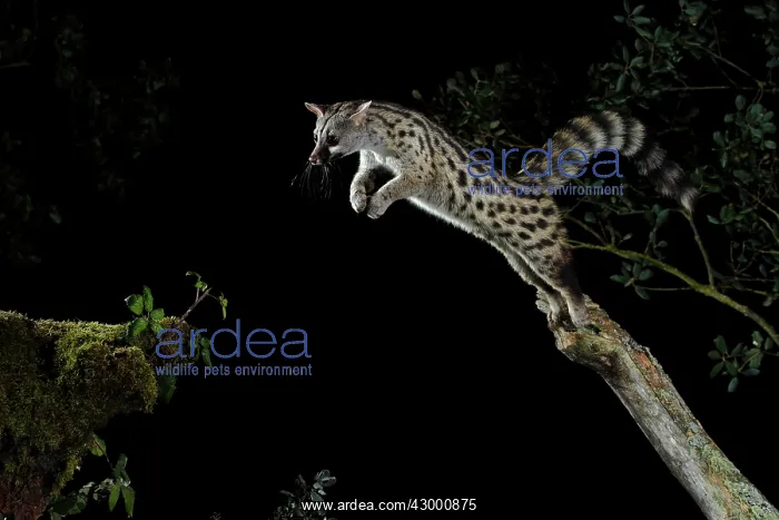 : Common Genet jumping at night : Common Genet jumping at night