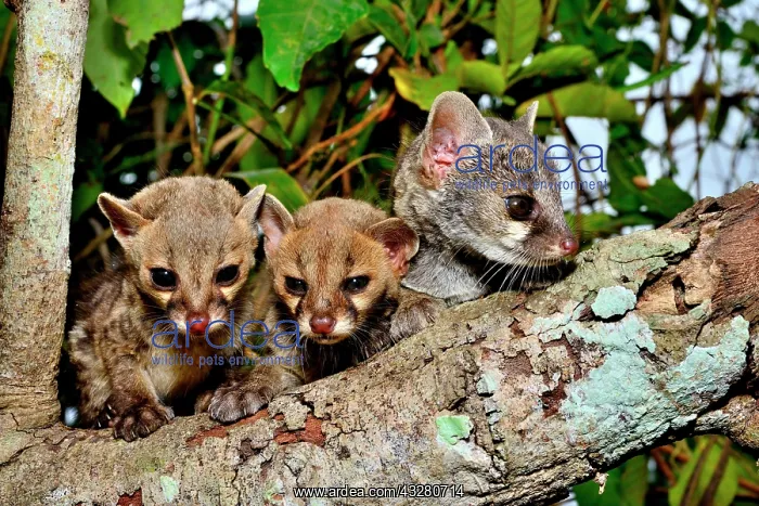 : Common genets (Genetta genetta), young animals on : Common genets (Genetta genetta), young animals on