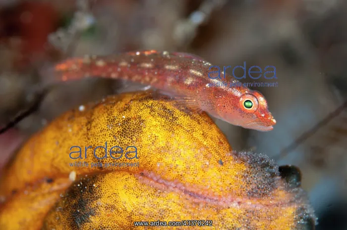 : Common Ghost Goby : Common Ghost Goby