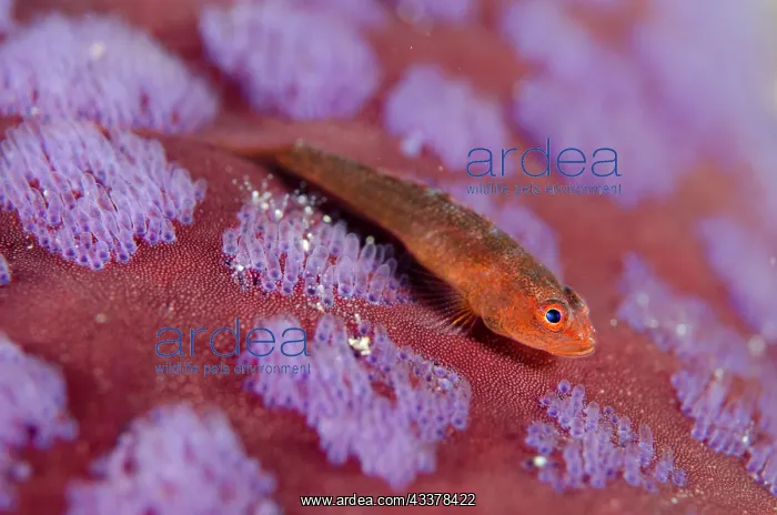 : Common Ghost Goby on Cushion Star : Common Ghost Goby on Cushion Star