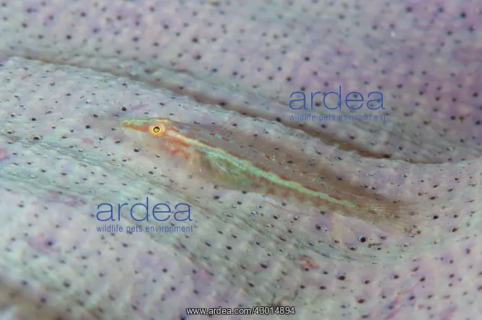 : Common Ghost Goby on Elephant Ear sponge : Common Ghost Goby on Elephant Ear sponge