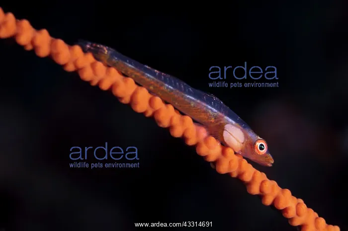 : Common Ghost Goby - on whip coral with parasite : Common Ghost Goby - on whip coral with parasite
