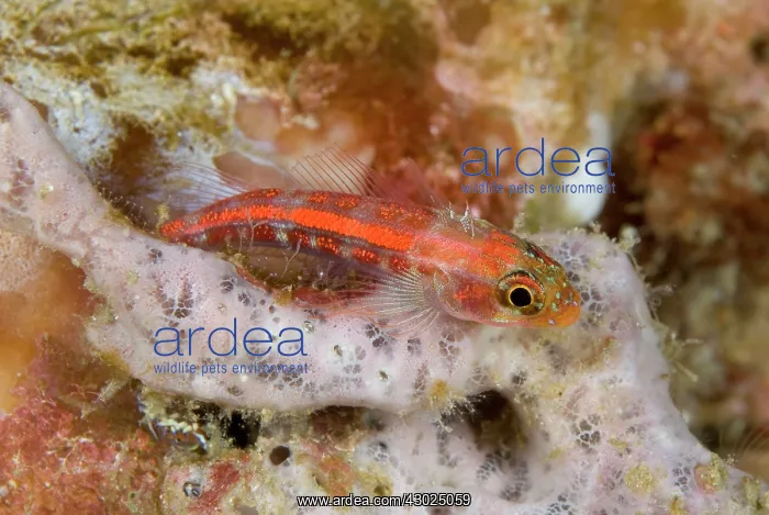 : Common Ghostgoby : Common Ghostgoby