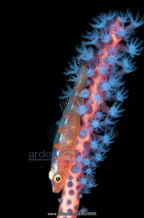 : Common Ghostgoby : Common Ghostgoby