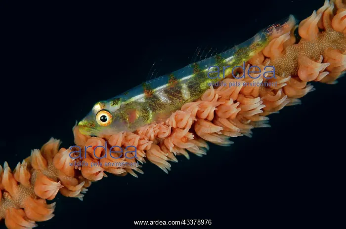 : Common Ghostgoby : Common Ghostgoby