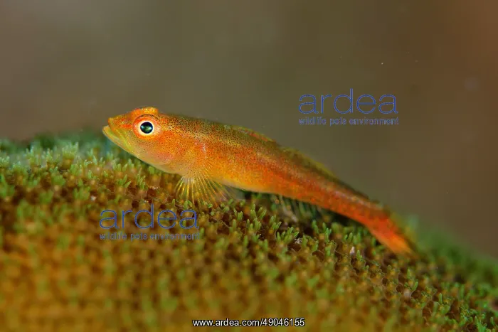 : Common Ghostgoby on coral : Common Ghostgoby on coral