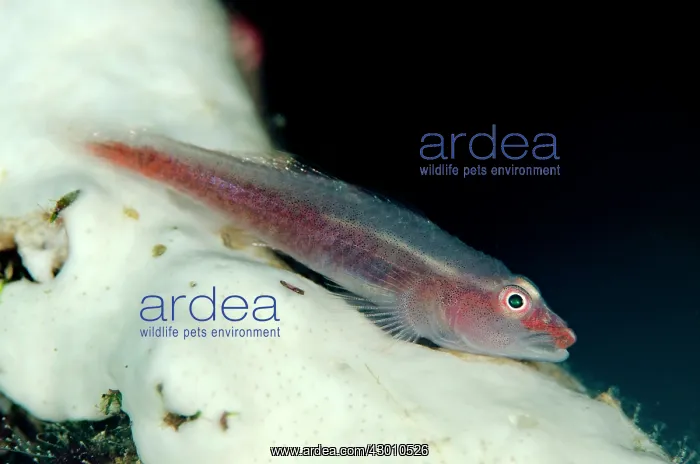 : Common Ghostgoby on coral Pantai Parigi dive site : Common Ghostgoby on coral Pantai Parigi dive site
