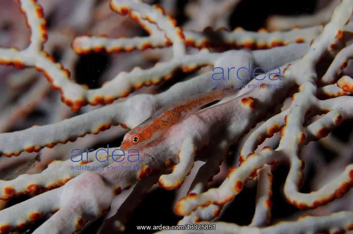 : Common Ghostgoby - Jemeluk Bay dive site, Amed : Common Ghostgoby - Jemeluk Bay dive site, Amed
