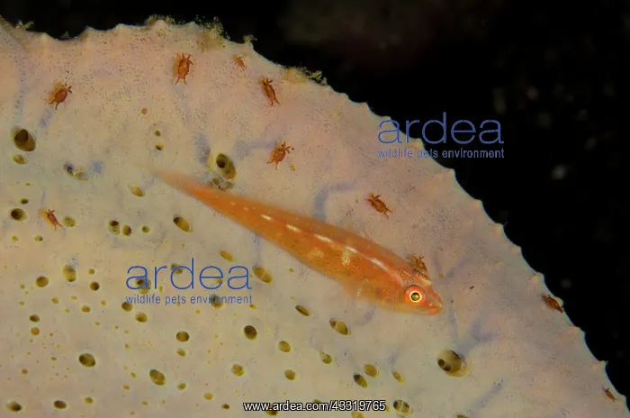 : Common Ghostgoby - with Sponge Isopods (Santia sp.) : Common Ghostgoby - with Sponge Isopods (Santia sp.)
