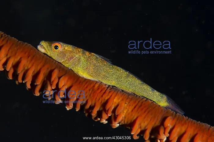 : Common Ghostgoby - on whip coral - Melasti dive : Common Ghostgoby - on whip coral - Melasti dive