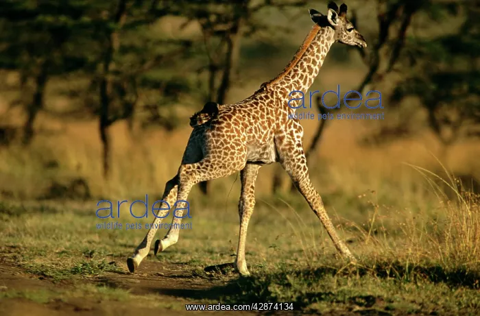  : Common Giraffe - running