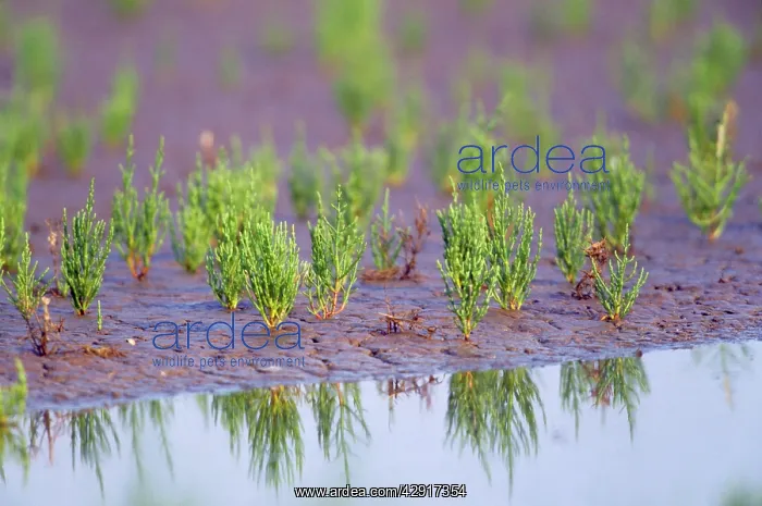 : Common GLASSWORT / Marsh Samphire - At water's edge : Common GLASSWORT / Marsh Samphire - At water's edge