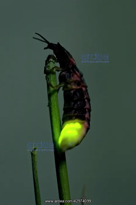 : Common Glow-worm - female - attracts males by glowing : Common Glow-worm - female - attracts males by glowing