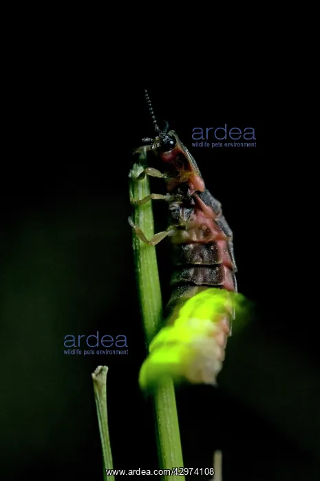  : Common Glow-worm - female - climbed on top of a