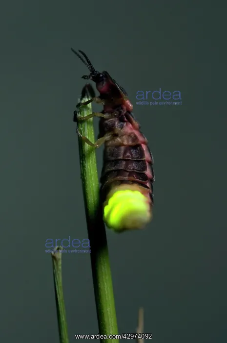 : Common Glow-worm - female - glowing on a cut grass : Common Glow-worm - female - glowing on a cut grass