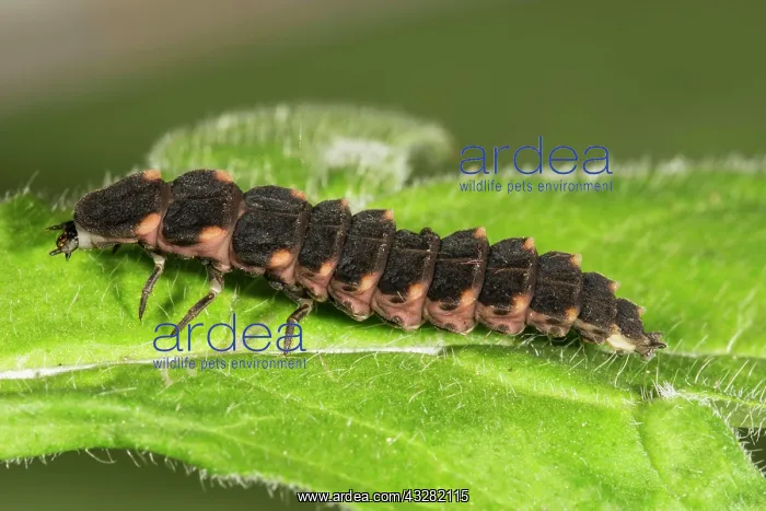 : Common glow-worm (Lampyris noctiluca) Female on : Common glow-worm (Lampyris noctiluca) Female on