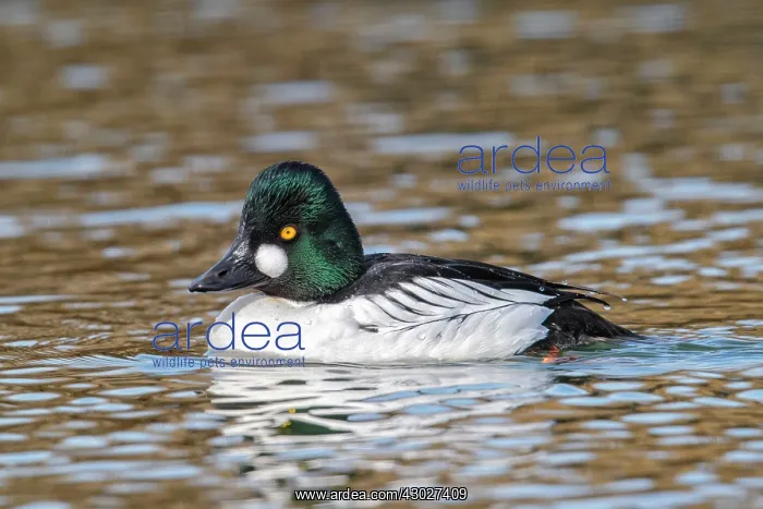 : Common Goldeneye : Common Goldeneye