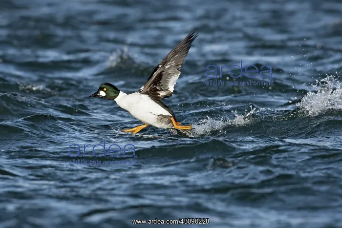 : Common Goldeneye