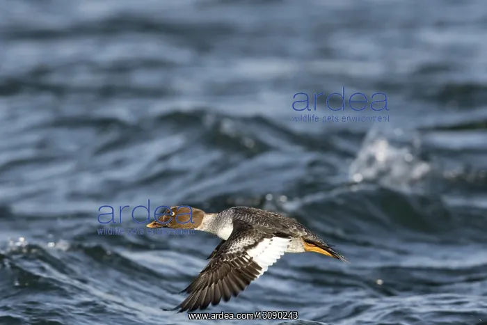 : Common Goldeneye : Common Goldeneye