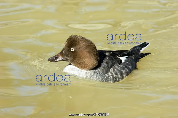 : Common Goldeneye : Common Goldeneye