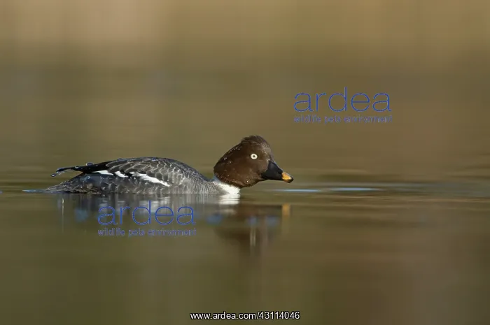 : Common Goldeneye : Common Goldeneye