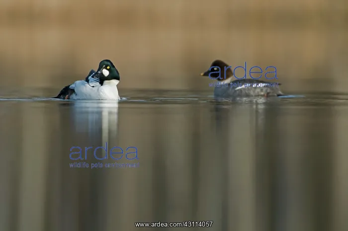 : Common Goldeneye : Common Goldeneye