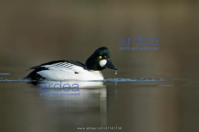 : Common Goldeneye : Common Goldeneye