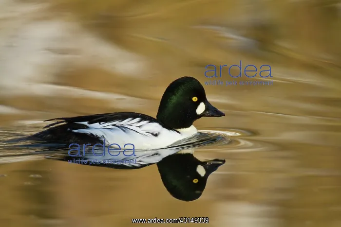 : Common Goldeneye : Common Goldeneye
