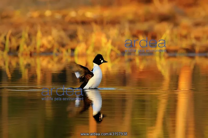 : Common Goldeneye : Common Goldeneye