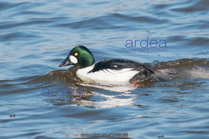 : Common Goldeneye : Common Goldeneye
