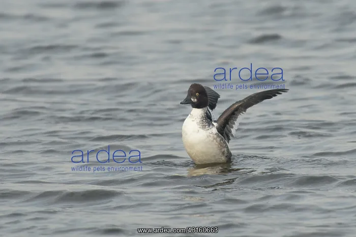 : Common Goldeneye : Common Goldeneye