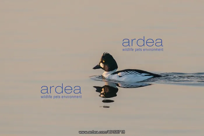 : Common Goldeneye : Common Goldeneye