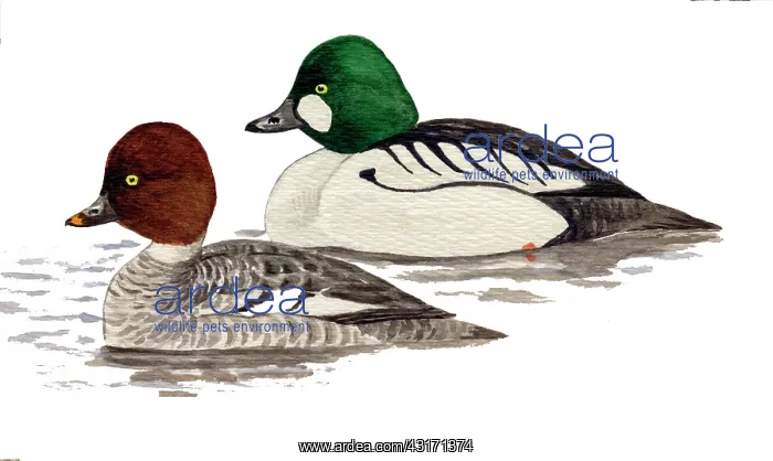 : Common Goldeneye : Common Goldeneye
