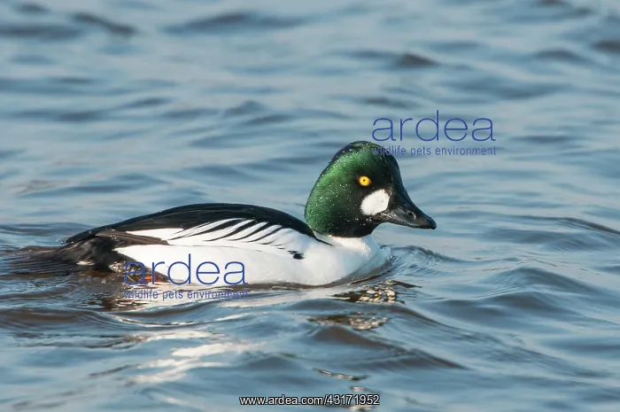 : Common Goldeneye : Common Goldeneye