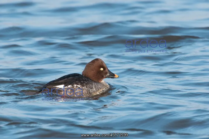 : Common Goldeneye : Common Goldeneye